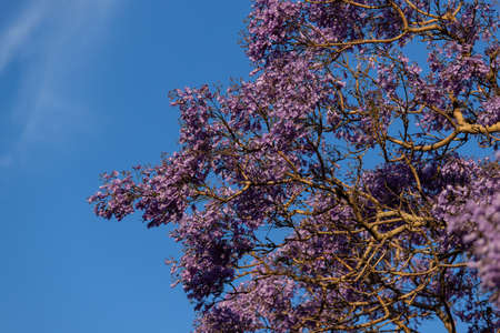 Blooming jacaranda tree with blue sky background.