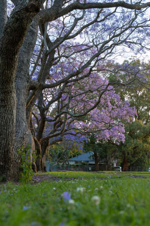 Jacaranda tree view green grass.
