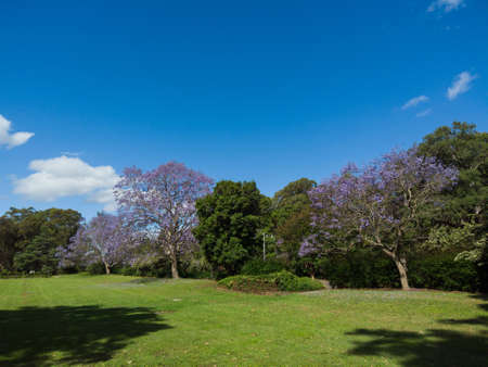 Blooming jacaranda tree among green trees around.の写真素材