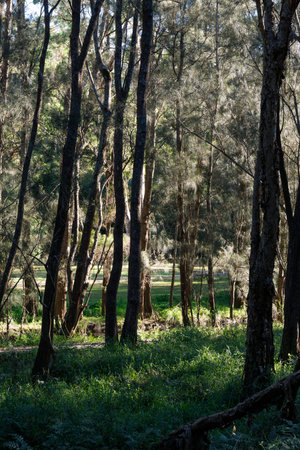 Tree and green grass in the summer season.の写真素材
