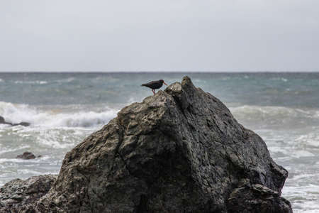 A black bird standing on the big rock.