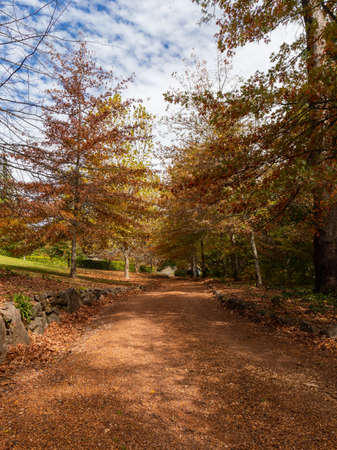 Red oak tree on sunny day.の写真素材