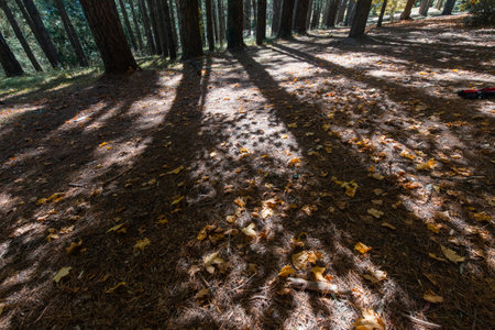 Shadow and light from tree in the forest.