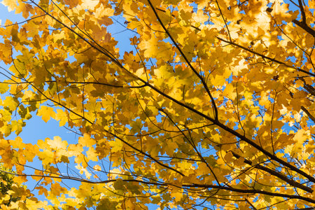 Yellow maple leaves under the blue sky.