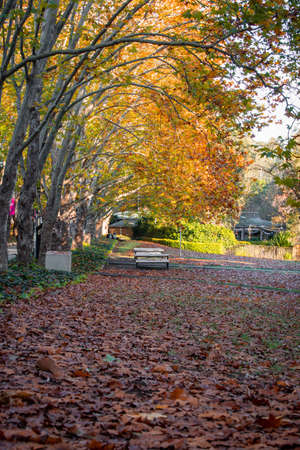 Sydney, Australia - May 8, 2021: Maple tree changing colour at Macquarie University.のeditorial素材