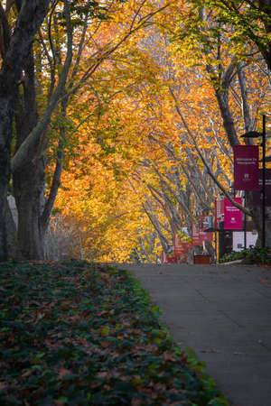 Sydney, Australia - May 8, 2021: Wallys Walk, Macquarie University in autumn season.のeditorial素材