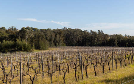 A dry vineyard during winter season.の写真素材