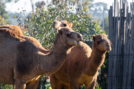 Group of three camel in the zoo.の写真素材