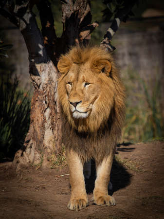 Close-up view of lion standing in front of a tree.