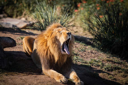 Sleepy lion yawning on the ground.