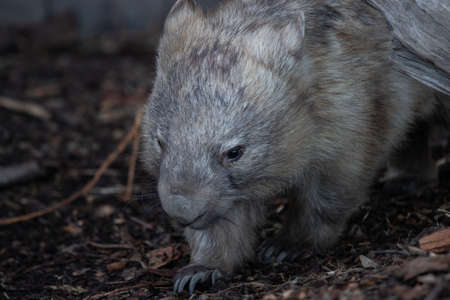 Close-up view of wombat walking on the ground.の写真素材