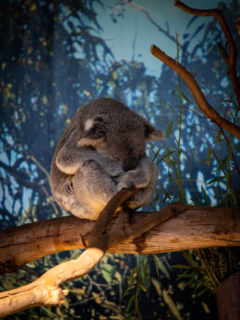 A koala sleeping in the tree branch.の写真素材