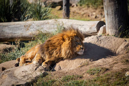 Sleepy lion sitting on the ground.の写真素材
