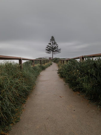 Empty path with one tree at the end.の写真素材