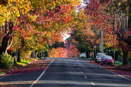 Blue Mountains, Australia - May 7, 2022: A street in Blackheath covered by autumn colours.のeditorial素材