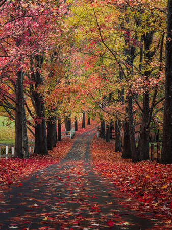 Beautiful empty road covered by autumn trees.の写真素材