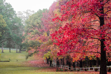 Beautiful foliage of autumn tree colours.の写真素材