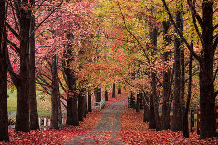 Beautiful empty road covered by autumn trees.の写真素材