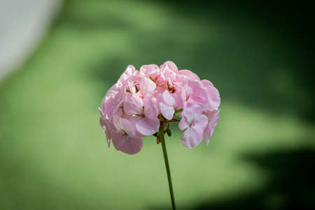 Close-up view of pink flowers on green background.の写真素材