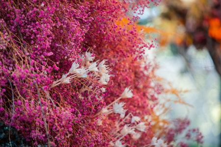 Small white flower around pink colored plants.の写真素材