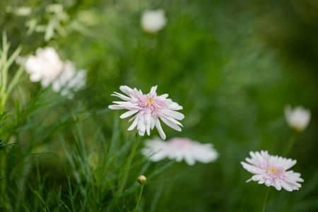 White and pink flower in green background.の写真素材