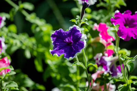 Close-up view of purple hibiscus flower.の写真素材