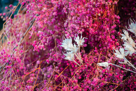 Small white flower around pink colored plants.の写真素材