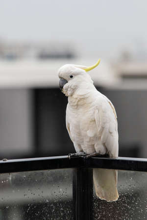 A white cockatoo in the fence.の写真素材