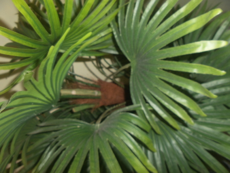 Green artificial palm treeの写真素材