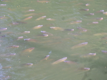 Hungry Fishの写真素材