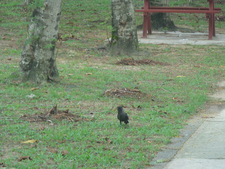 Lonely crowの写真素材