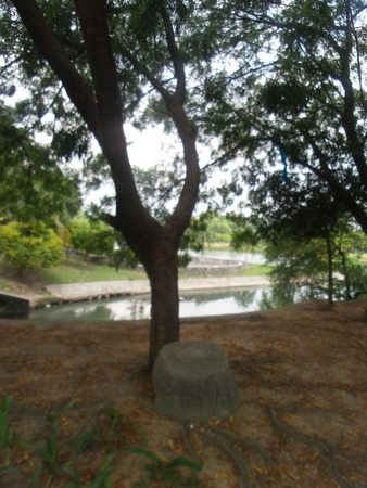 Tree Rockの写真素材