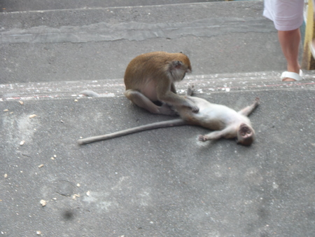 Zombie Monkeyの写真素材