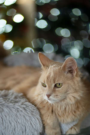 Christmas cat portrait. New year garland bokehの写真素材
