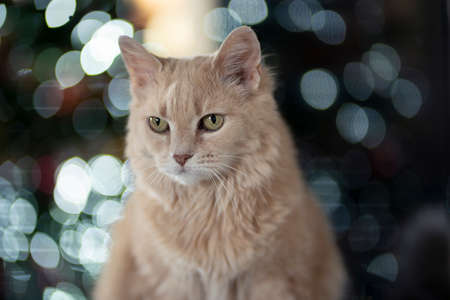 Christmas cat portrait. New year garland bokehの写真素材