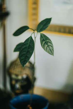 Avocado home plant. Domestic growing of an avocado seed in blue pot with soil.の写真素材