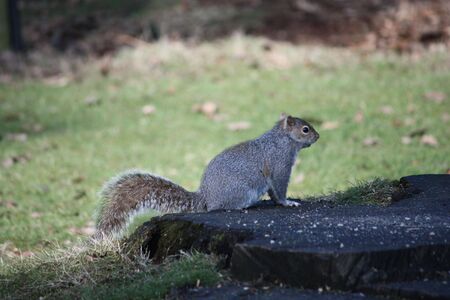 A Grey Squirrel on a Large Tree Stump.の写真素材