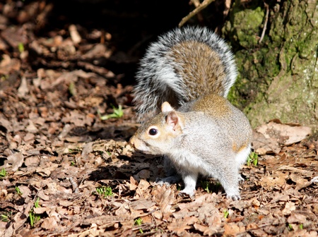 A Grey Squirrel in a Sunny Woodland Setting.