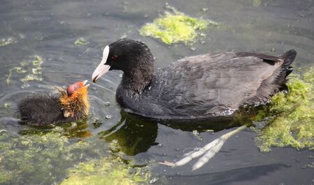 A Mother Coot Feeding its Young Chick.の写真素材