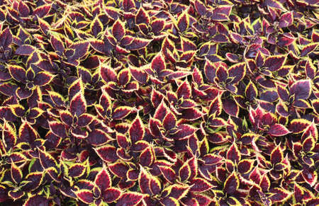 A Background of Bright Red and Yellow Plant Leaves.の写真素材