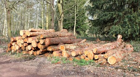 A Pile of Forestry Logs in a Woodland Setting.