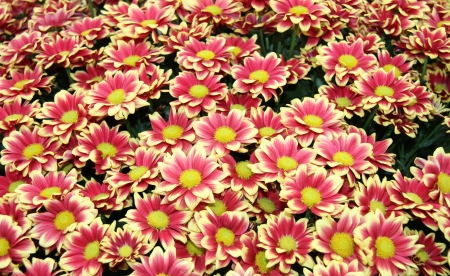 A Floral Background of Yellow Orinoco Flowers.の写真素材
