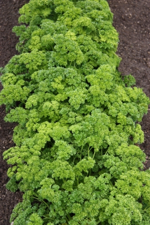 A Row of the Herb Parsley Growing in a Garden.の写真素材