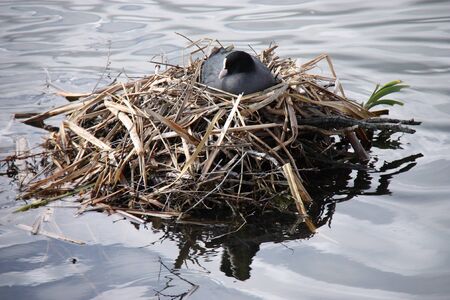 An Adult Coot Bird Nuturing Eggs in the Nest.の写真素材