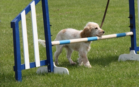 A Spaniel Dog Deciding Not To Jump The Obstacle.の写真素材
