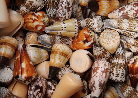 A Nice Collection of Colourful Seaside Shells.