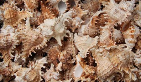 A Collection of Sea Shells for a Background Display.