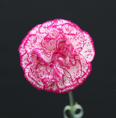 A Beautiful Pink and White Carnation Flower.の写真素材