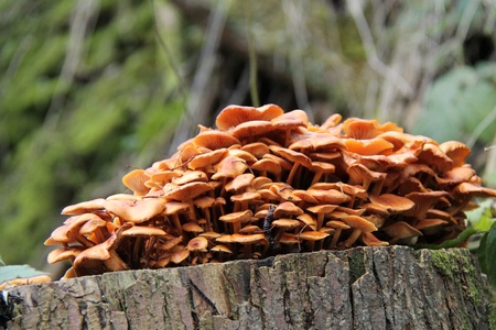 A Thriving Fungus Growth on a Large Tree Stump.