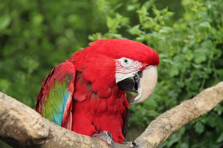 A Highly Colourful Green Winged Macaw Bird の写真素材